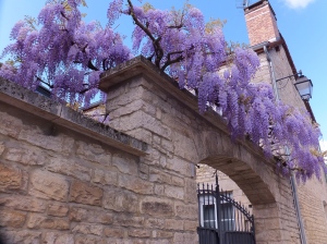 A Beautifully Adorned Wall in Springtime